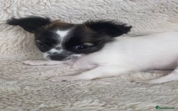 Chihuahua dogs for sale: 2 chihuahua boys left  - Image 3