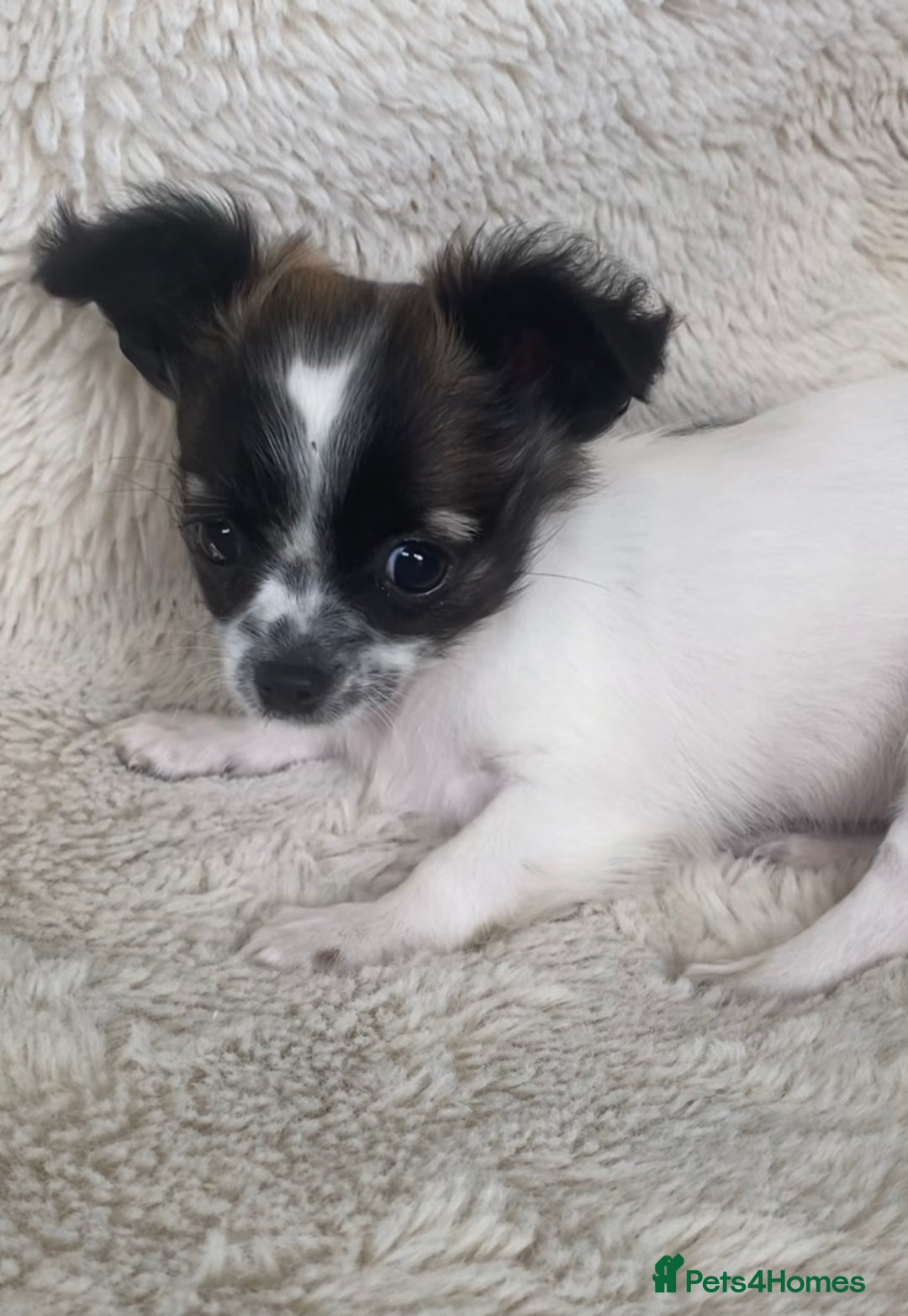 Chihuahua dogs for sale: 2 chihuahua boys left  - Image 3