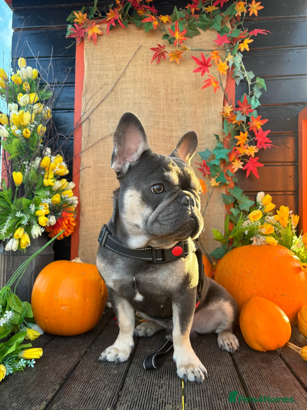 French Bulldog dogs for sale: Looking for a Loving Home for Stitch  - Advert 8