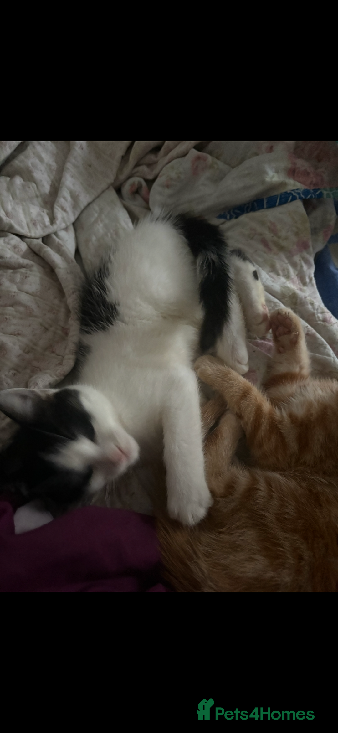 Mixed Breed cats for sale: Beautiful ginger and black and white kitten - Advert 6