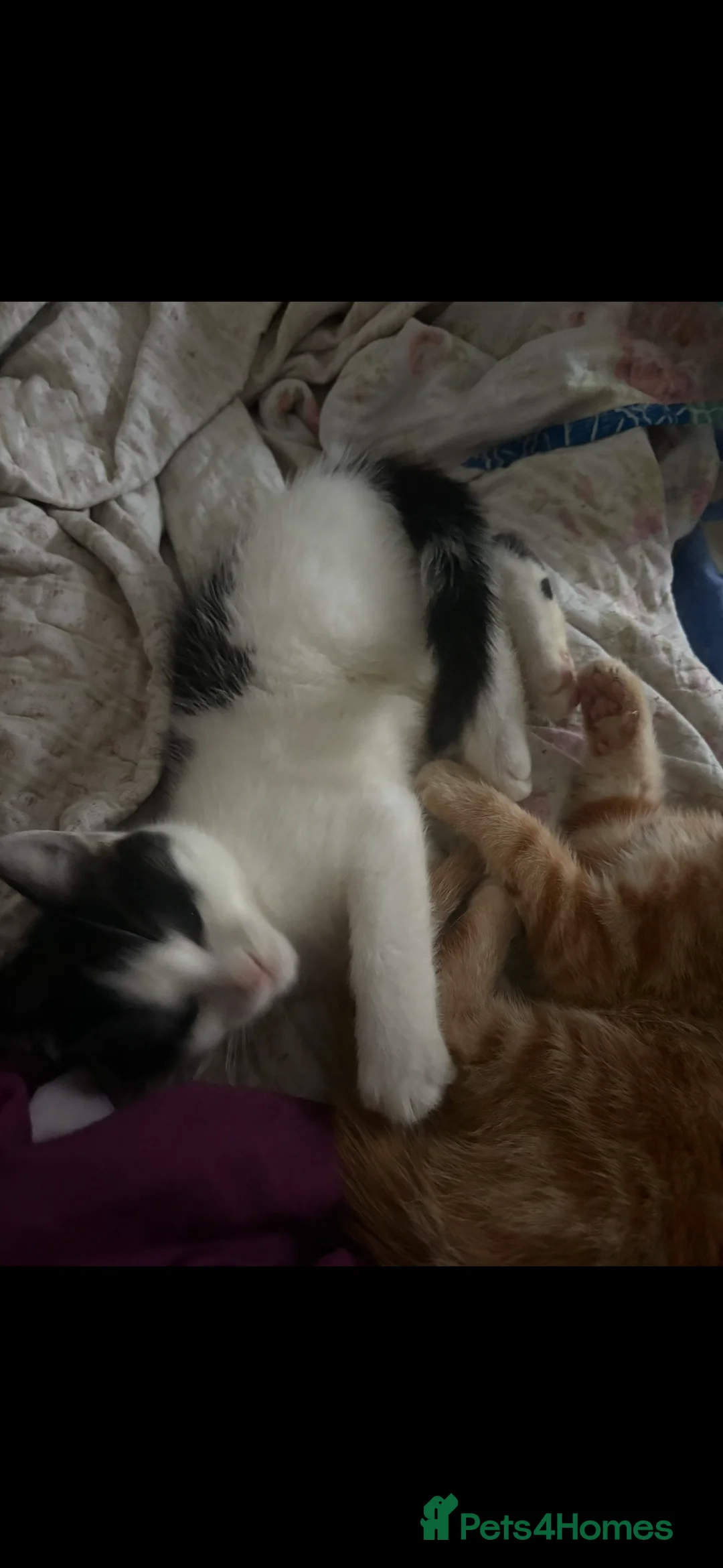 Mixed Breed cats for sale: Beautiful ginger and black and white kitten - Advert 6