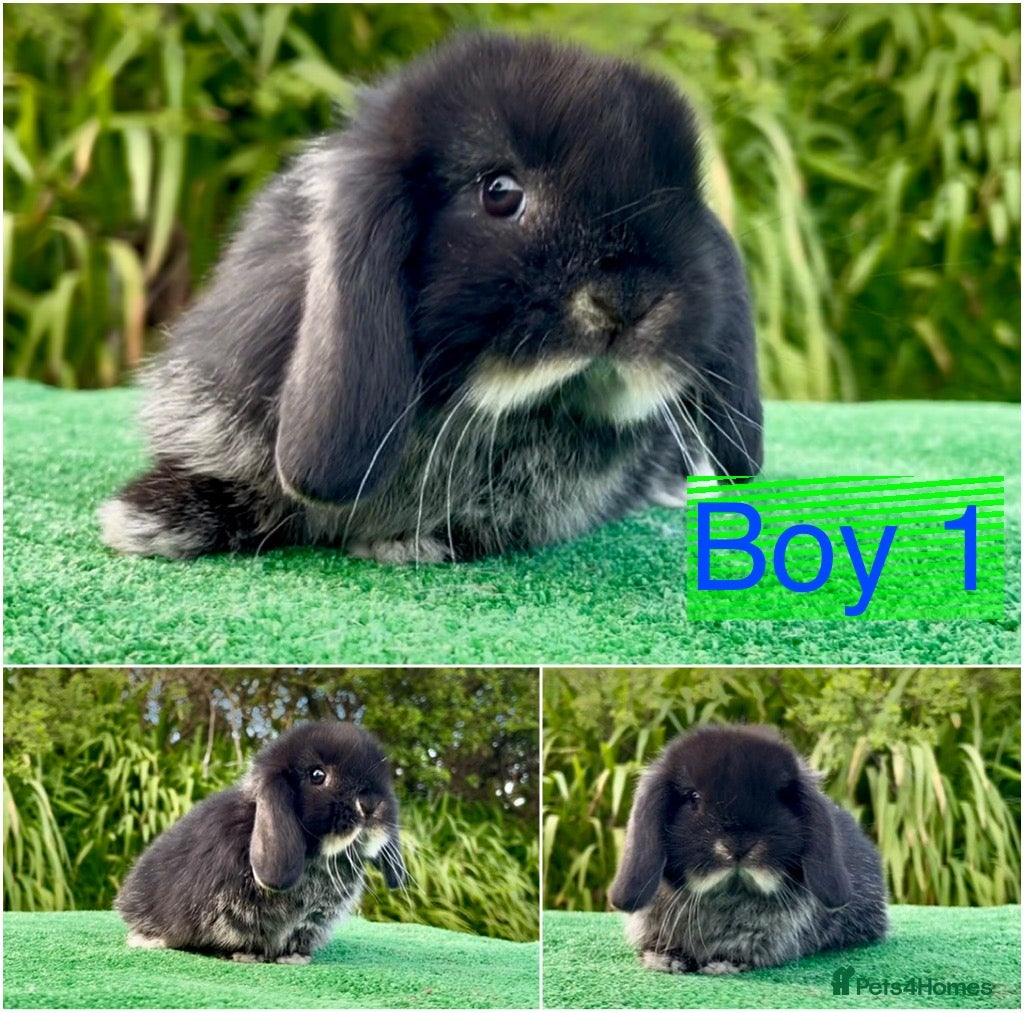 Mini Lop rabbits Baby mini lops ready now - Advert 1