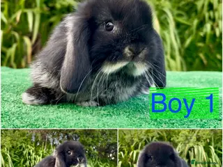 Mini Lop rabbits Baby mini lops ready now - Advert 6