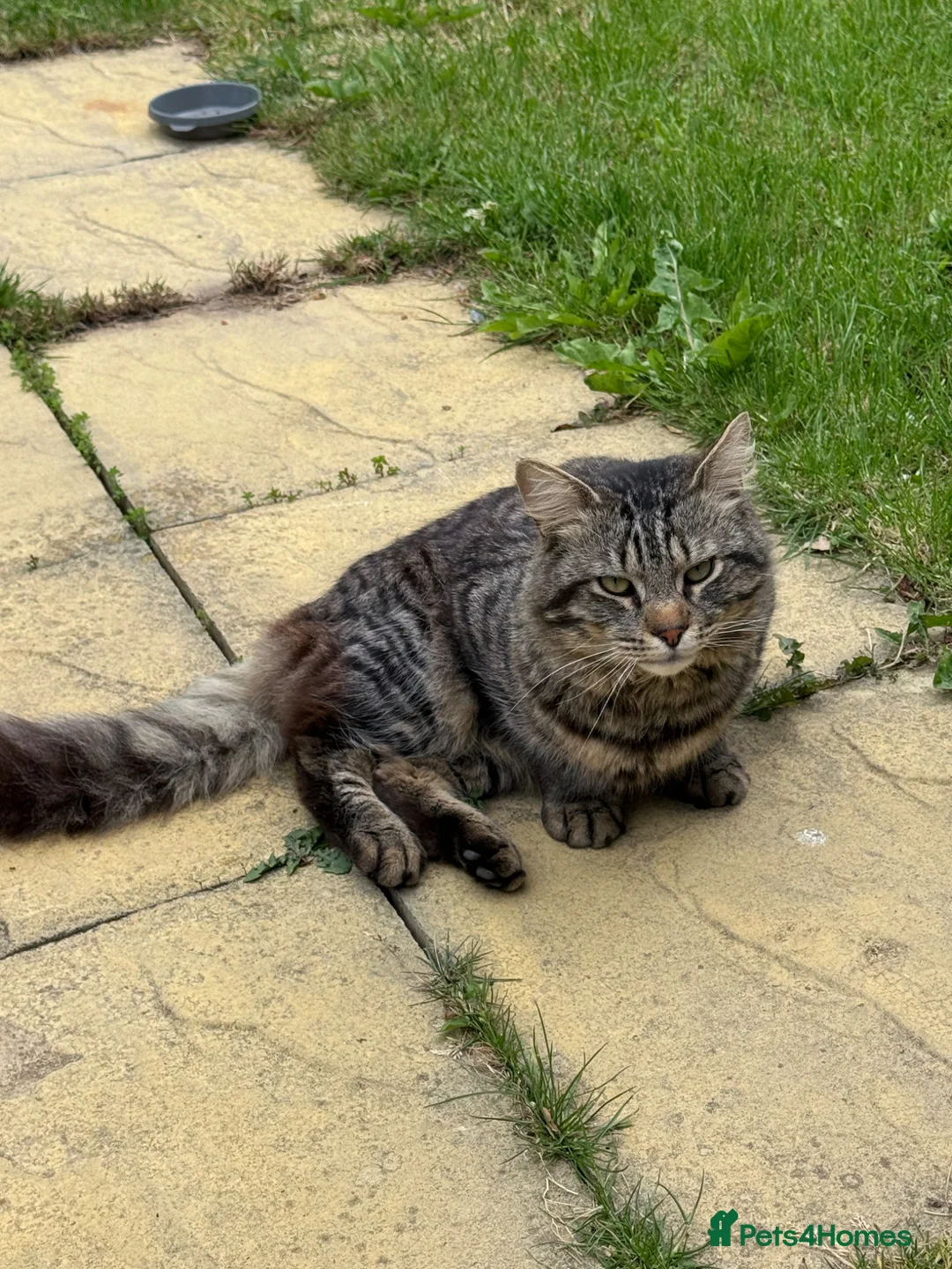 Norwegian Forest Cat cats for sale: Two male cats looking for forever home  in Eastleigh - Advert 2