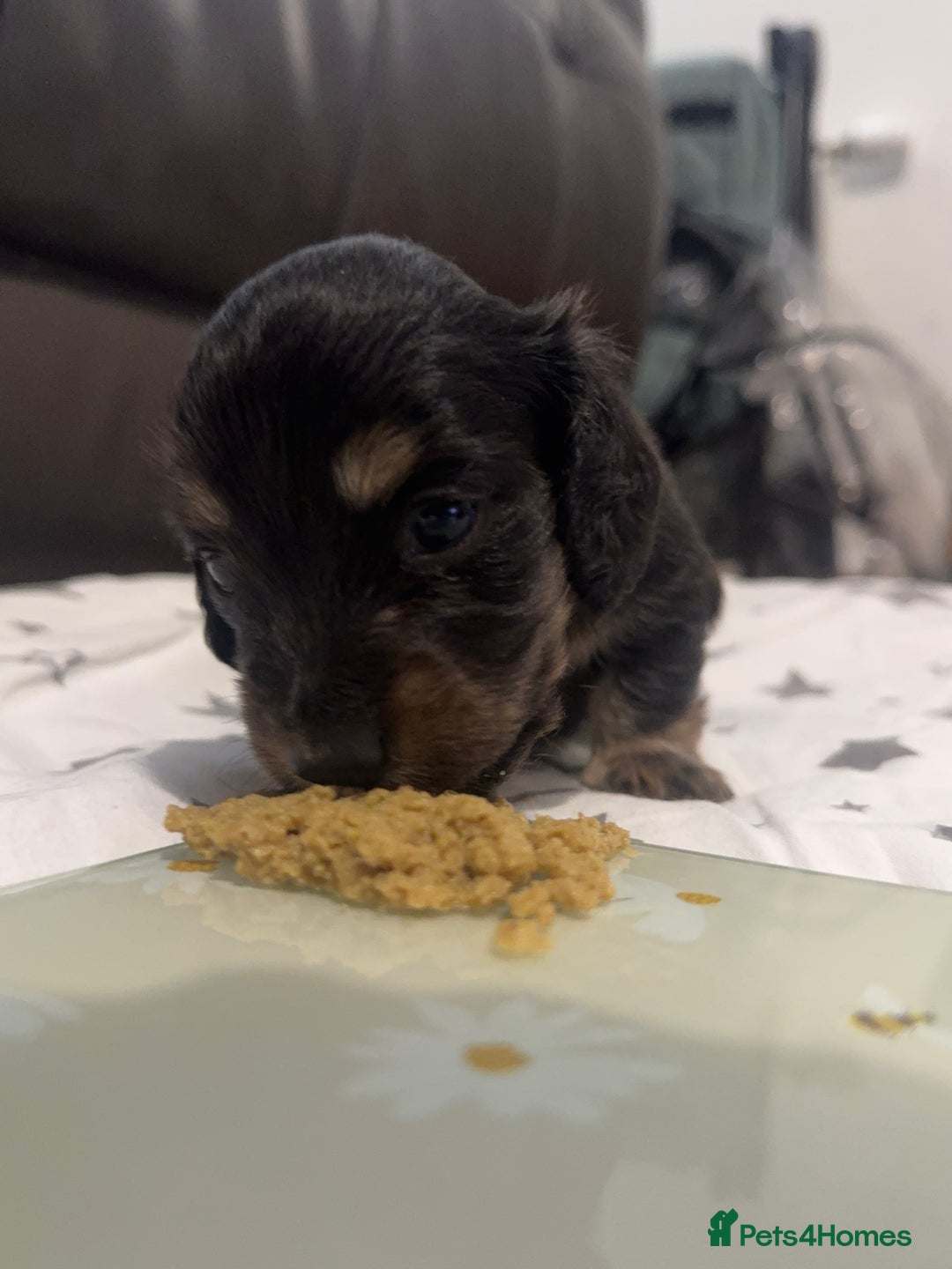 Miniature Dachshund dogs for sale: Miniature dachshund - Advert 6