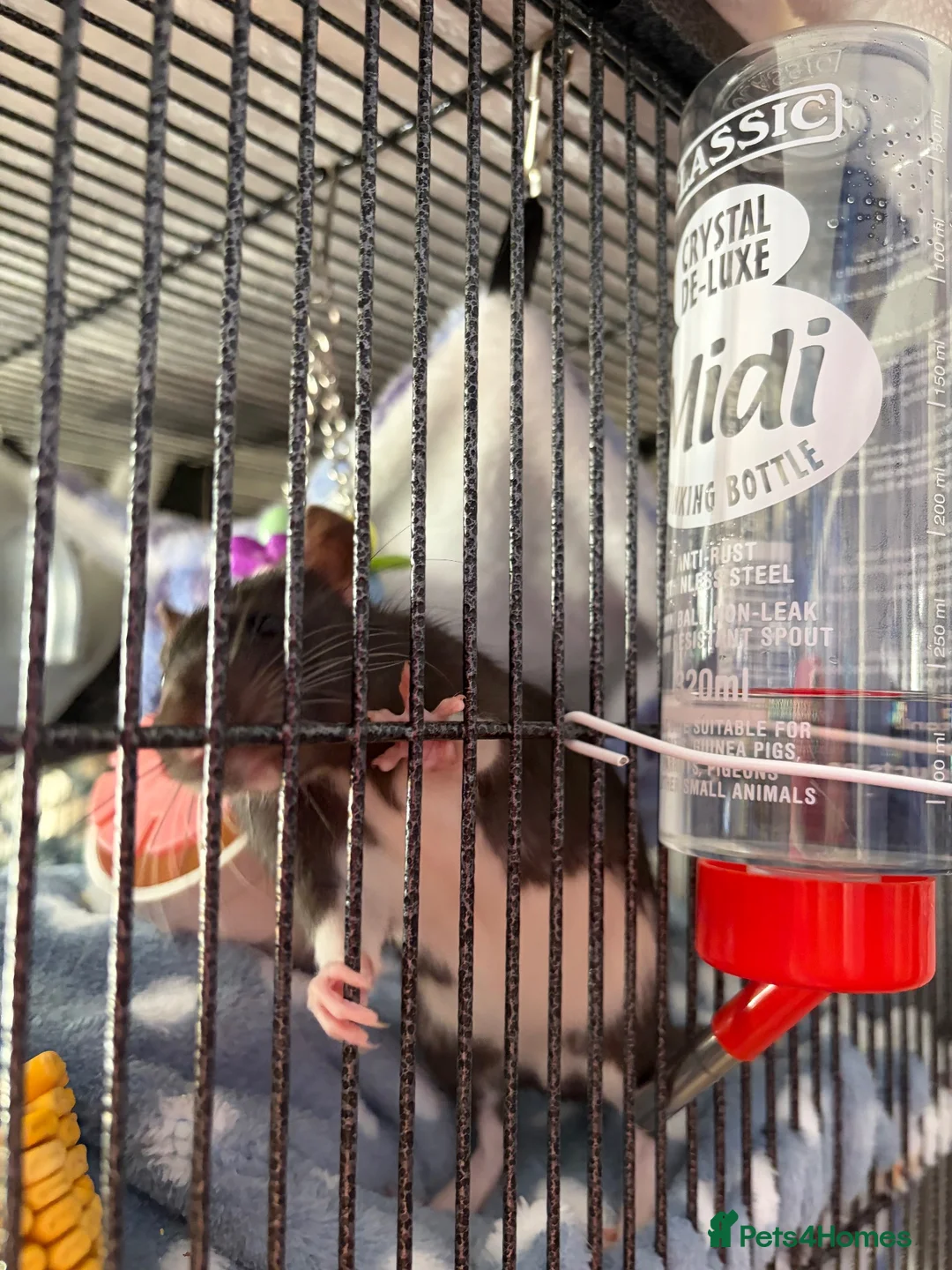 Rat rodents for sale: Two Male Fancy Rats in Worcester - Advert 2