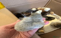 Chickens poultry for sale: Chicks silkie polish pekin hybrids pure breeds  - Image 7