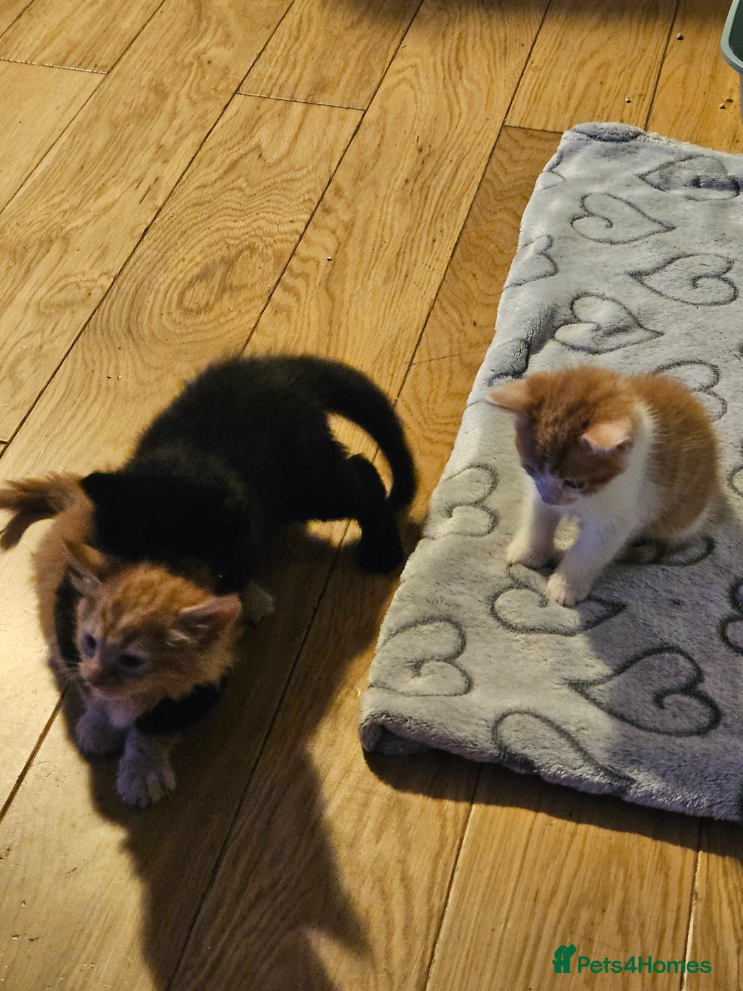 Mixed Breed cats for sale: Very cute 10 week old kittens  - Advert 7