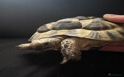 Tortoise reptiles for sale: Dave the Mediterranean spur thighed  - Advert 6