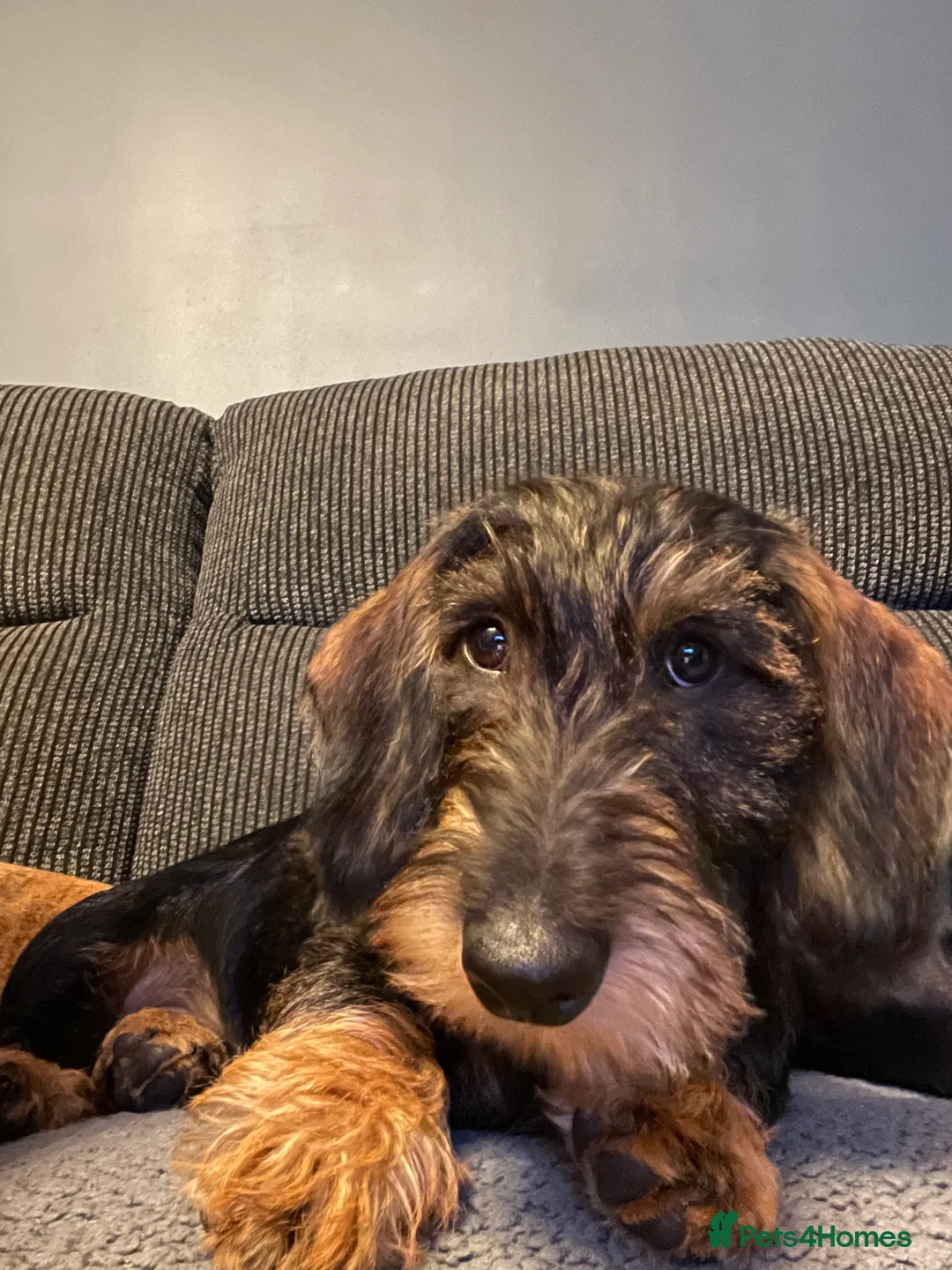 Dachshund dogs for sale: Standard wiredhaired Dachshund  - Advert 4