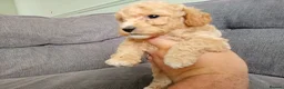 Poochon dogs for sale: F1 Poochon Puppies READY TO LEAVE *reduced* - Advert 23
