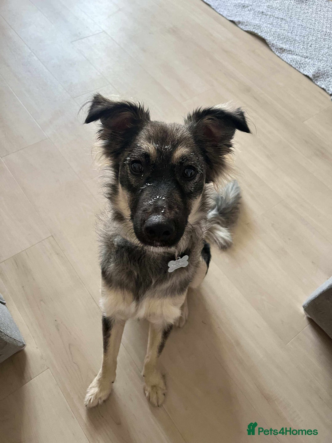 Mixed Breed dogs for adoption: Benji seeks forever home - Image 5