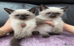 Ragdoll cats for sale: Boy and girl  - Image 5