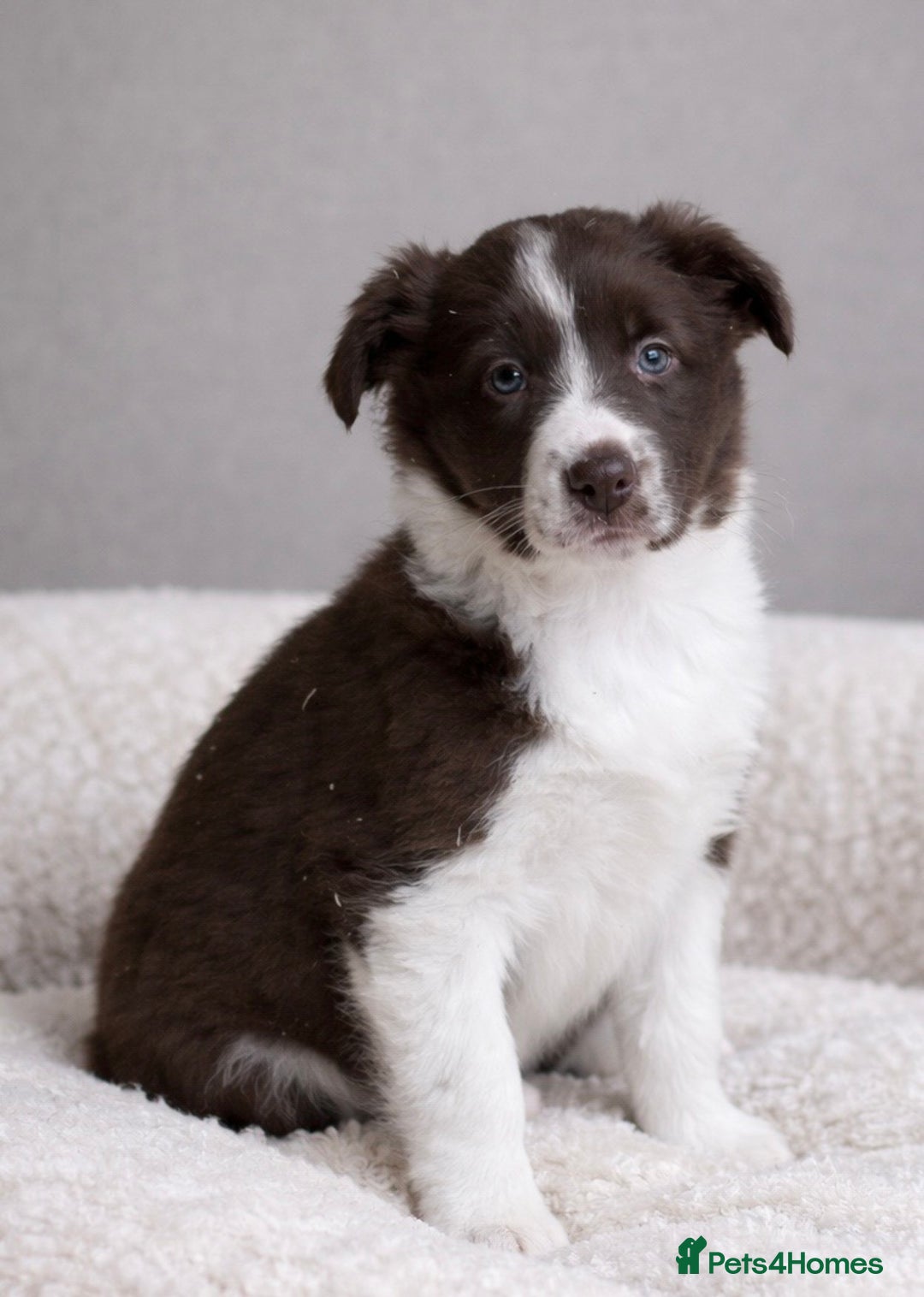 Border Collie dogs for sale: Beautiful KC rough coated border collie puppies  - Advert 3