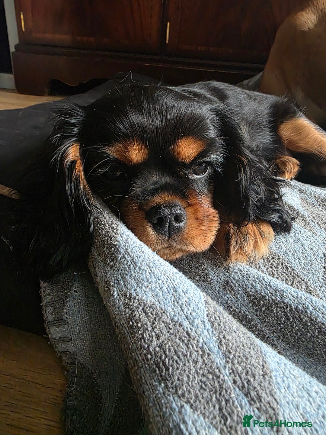 Cavalier King Charles Spaniel dogs for sale: KC reg cavalier king charles puppy - Advert 6