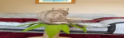Bengal cats for sale: Seal Solid Silver Mink Bengals ❤️ - Advert 12