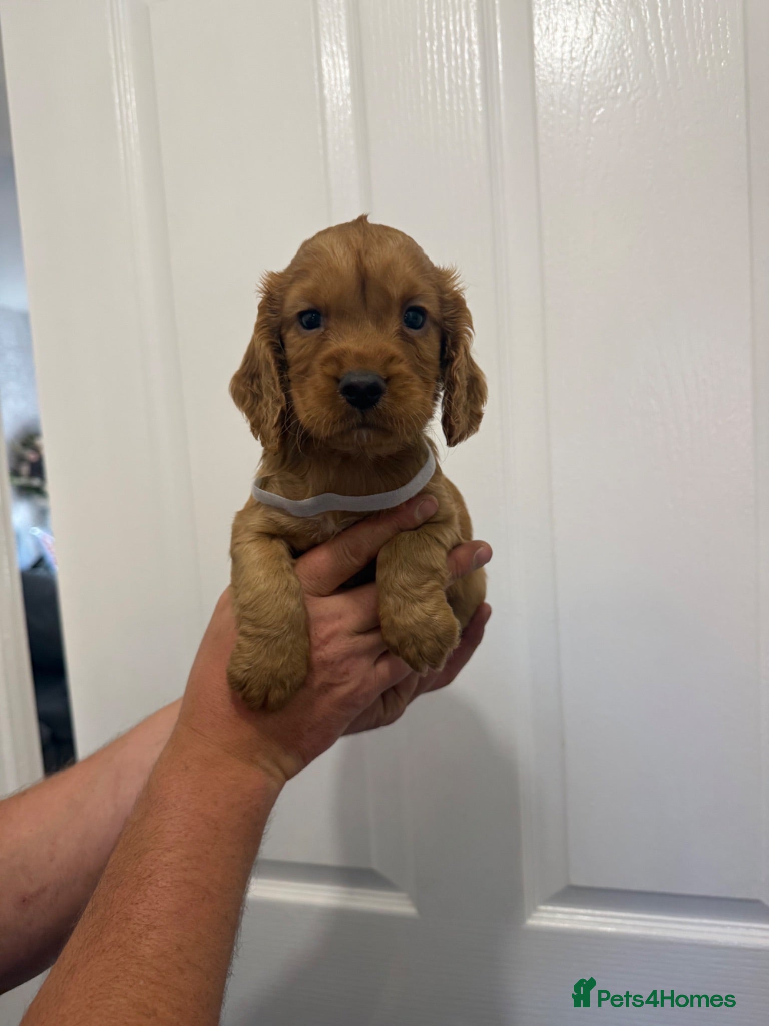 Cocker Spaniel dogs Pedigree Cocker Spaniel puppies  - Advert 13