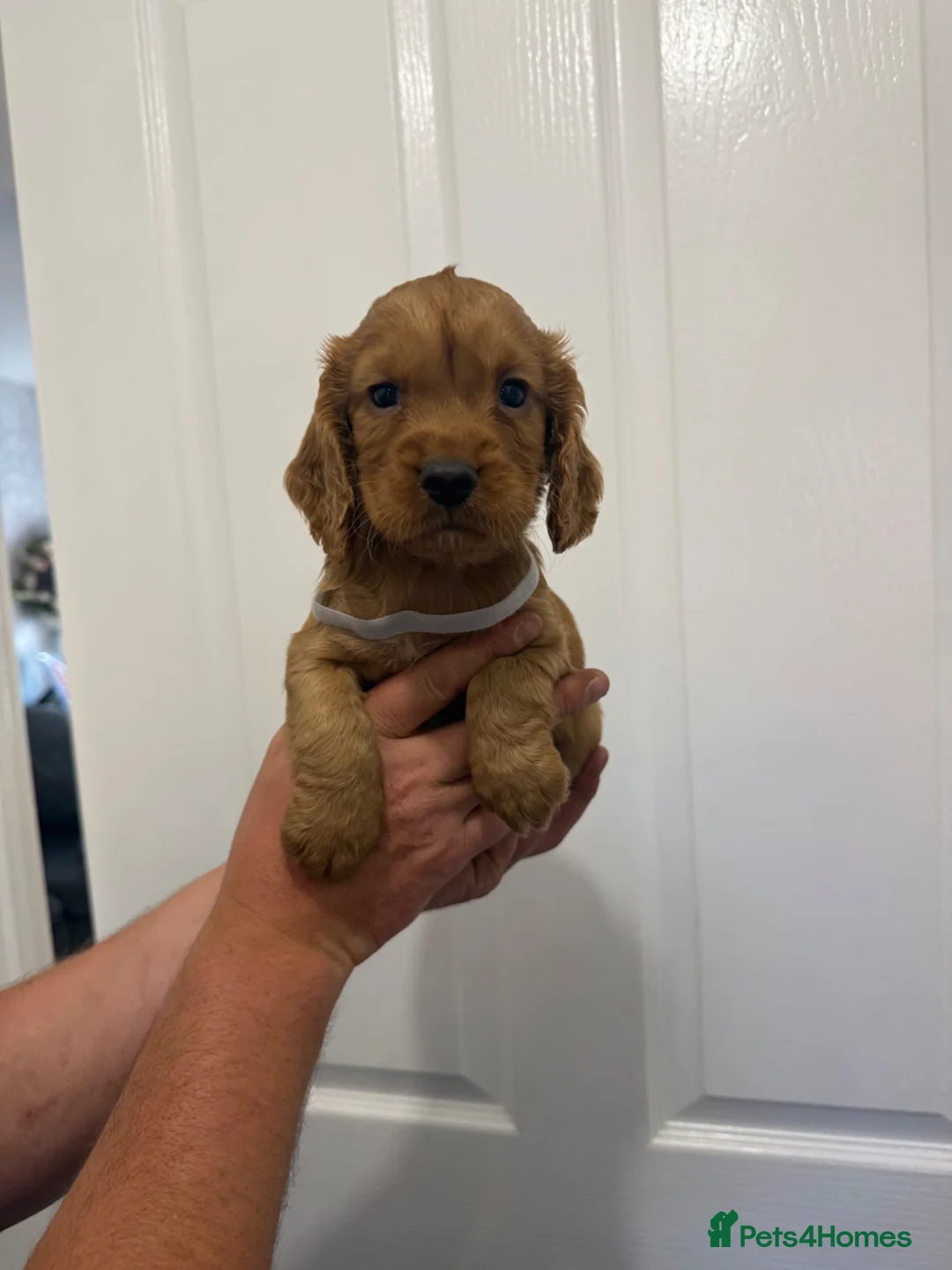 Cocker Spaniel dogs for sale: Pedigree Cocker Spaniel puppies  - Advert 1
