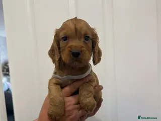 Cocker Spaniel dogs Pedigree Cocker Spaniel puppies - Advert 5