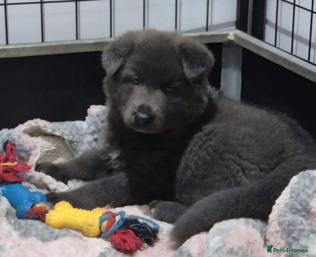 German Shepherd dogs for sale: Blue German Shepherd puppy - Advert 6