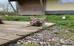 French Bulldog dogs for sale: ** male French bulldog - Image 3