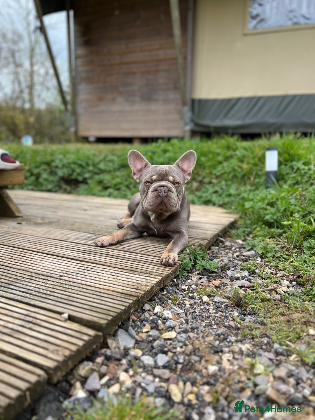 French Bulldog dogs for sale: ** male French bulldog - Image 3