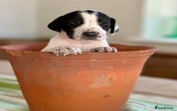 Pointer dogs for sale: KC reg Pointer Puppy - Image 6