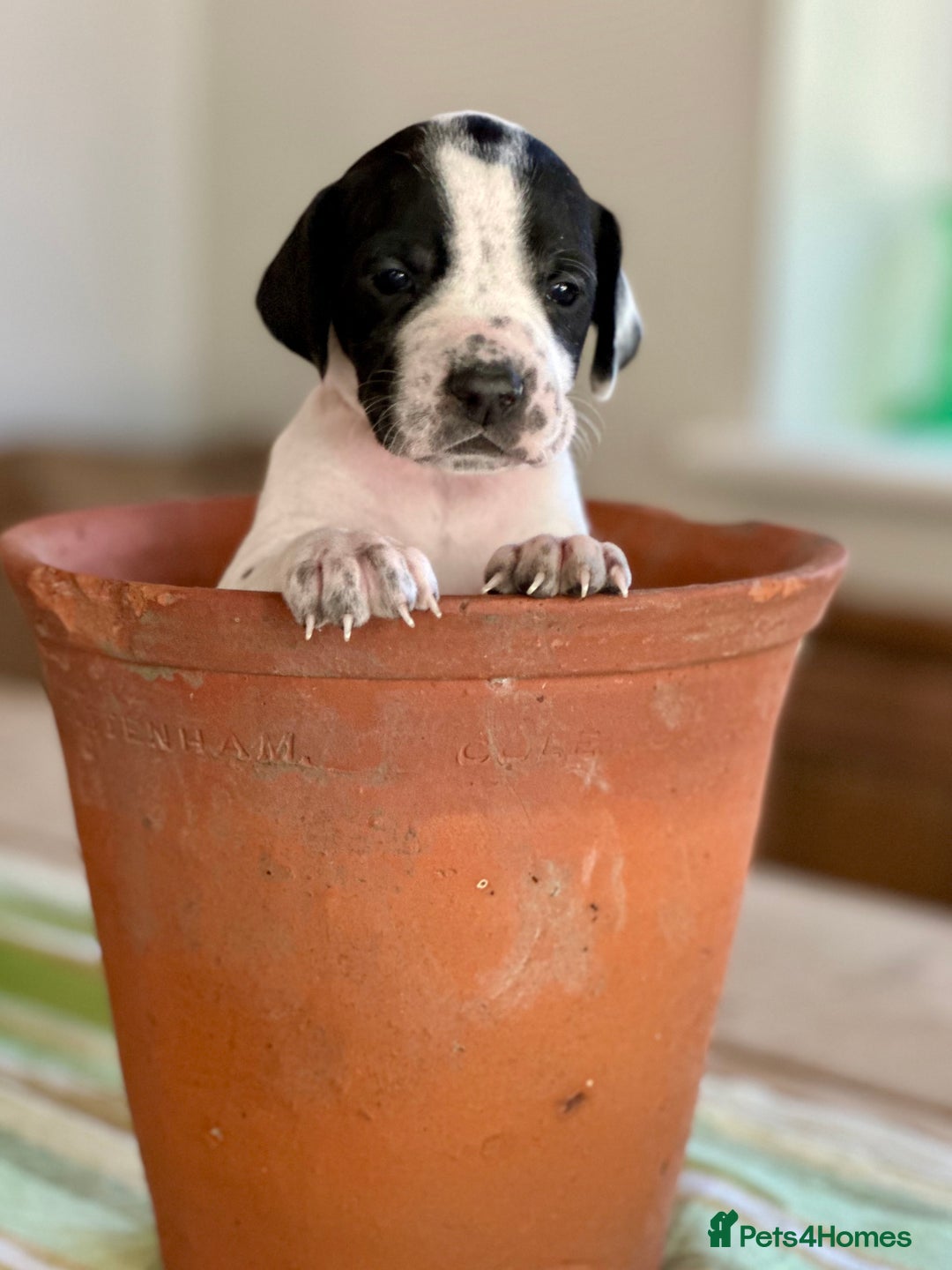 Pointer dogs for sale: KC reg Pointer Puppy - Image 6