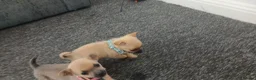 Chihuahua dogs for sale: Beautiful  chihuahua  puppies  - Advert 10