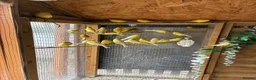Canaries birds for sale: Raza Espanola Canaries in Newcastle upon Tyne - Advert 10