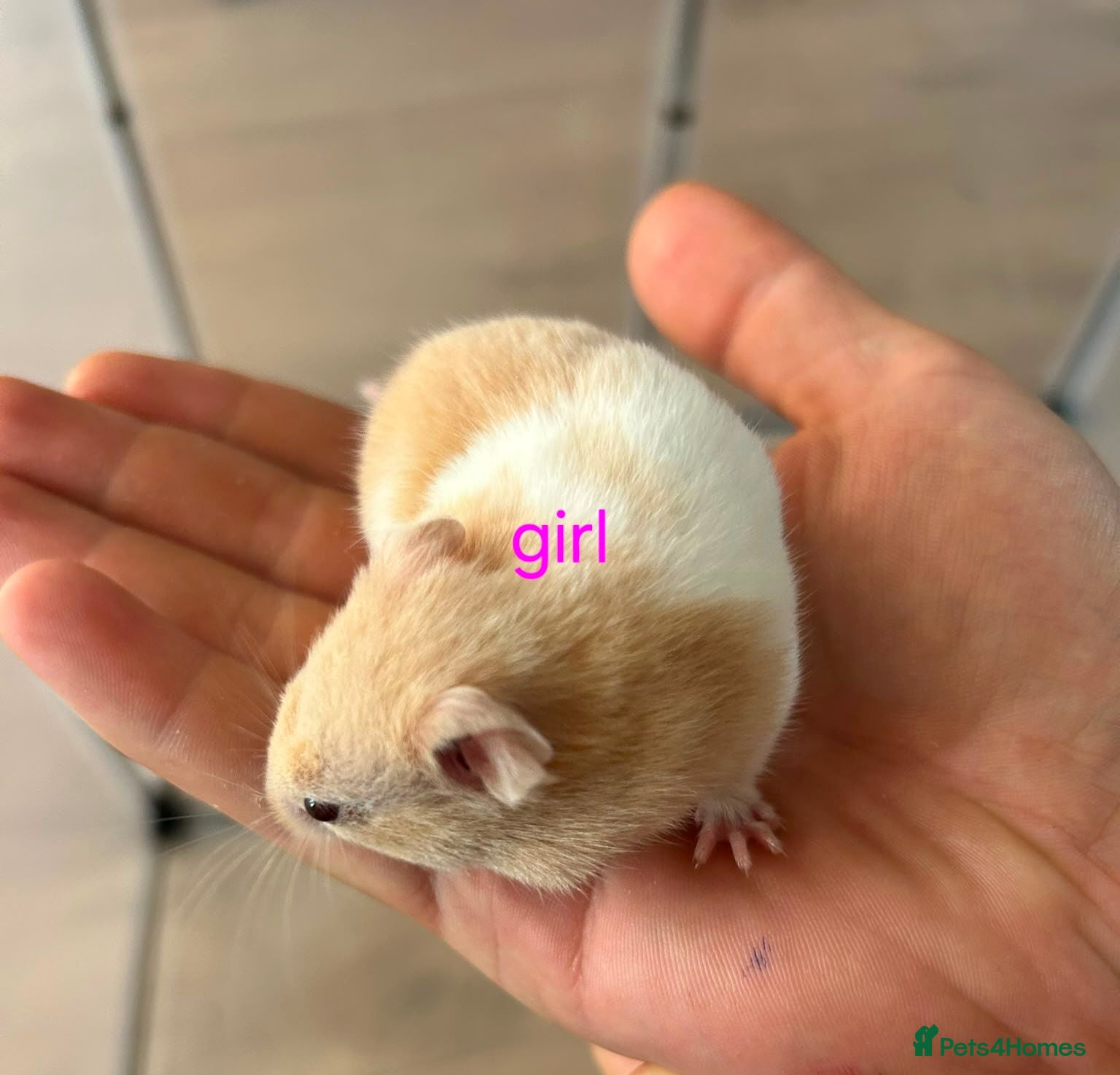 Hamster rodents Baby syrians - Advert 10