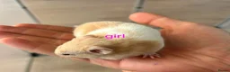 Hamster rodents for sale: Baby syrians - Advert 5