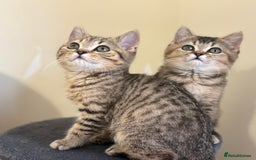 British Shorthair cats for sale: Ready to go BS kittens  - Image 31