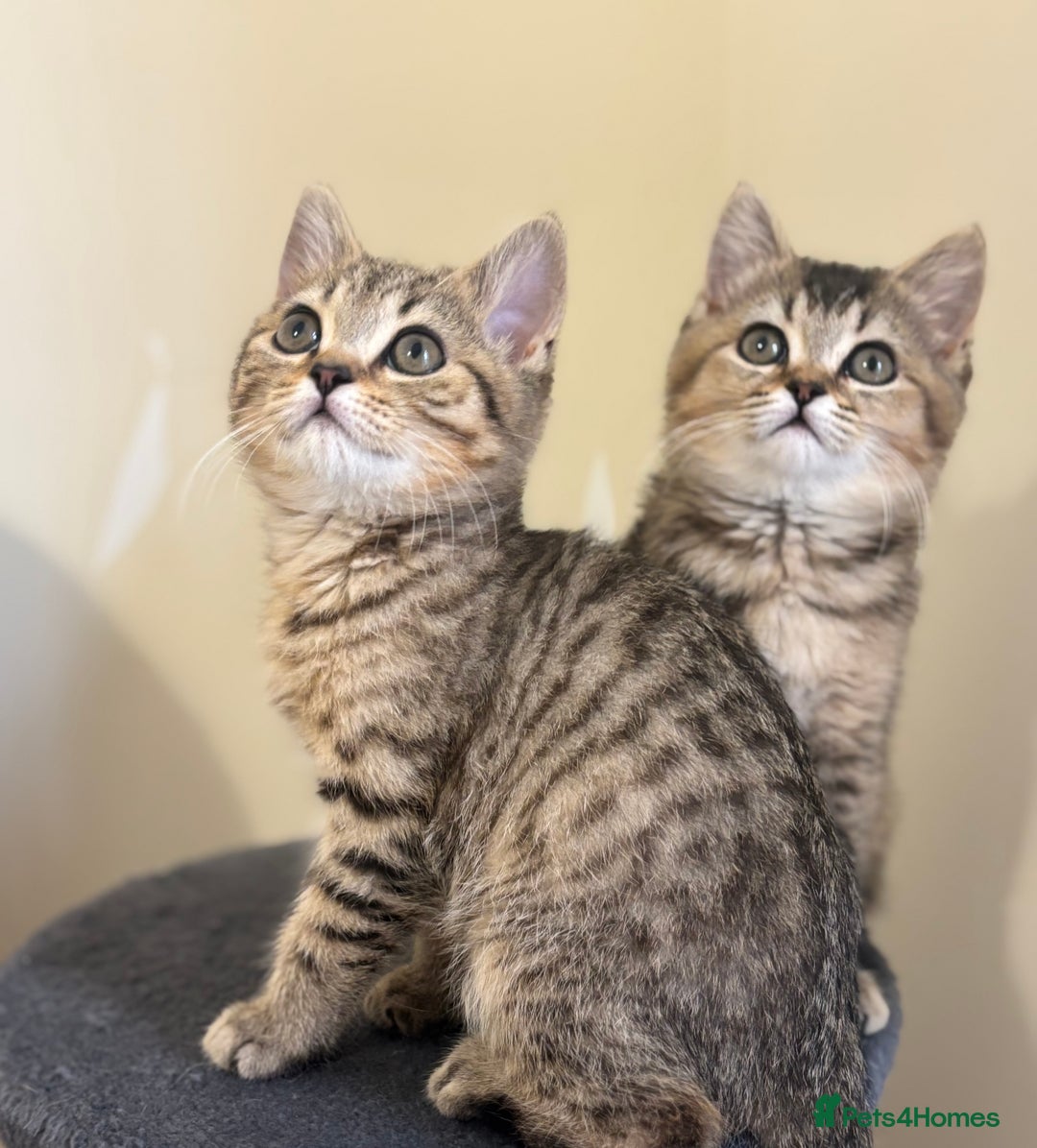 British Shorthair cats for sale: Ready to go BS kittens  - Image 31