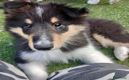 Rough Collie dogs for sale: Stunning Rough Collie boys, DNA clear non carriers - Image 18