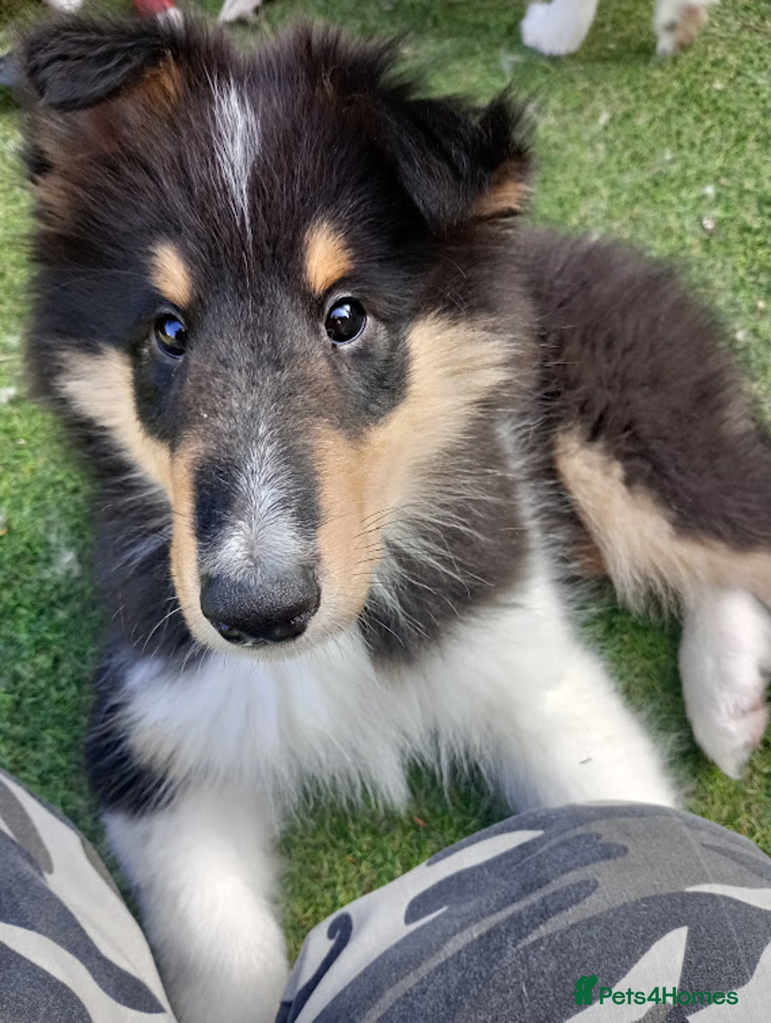 Rough Collie dogs for sale: Stunning Rough Collie boys, DNA clear non carriers - Image 18