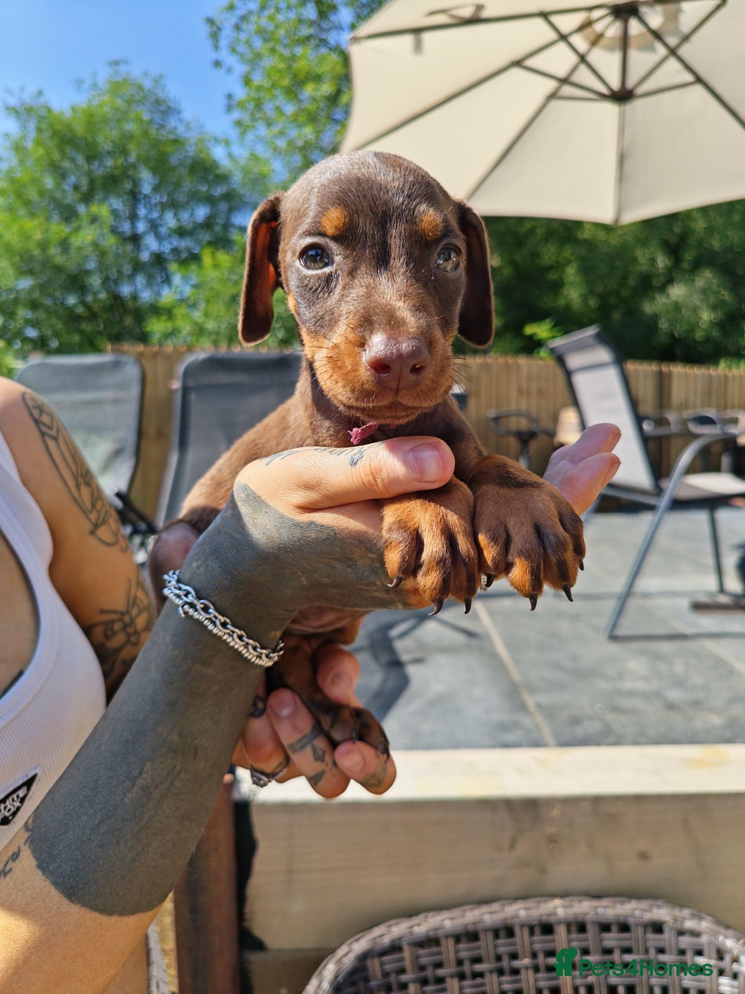 Dobermann dogs Beautiful family dobermans * 1 girl 3 boys left * - Advert 2