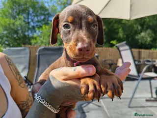 Dobermann dogs Beautiful family dobermans * 1 girl 3 boys left * - Advert 14