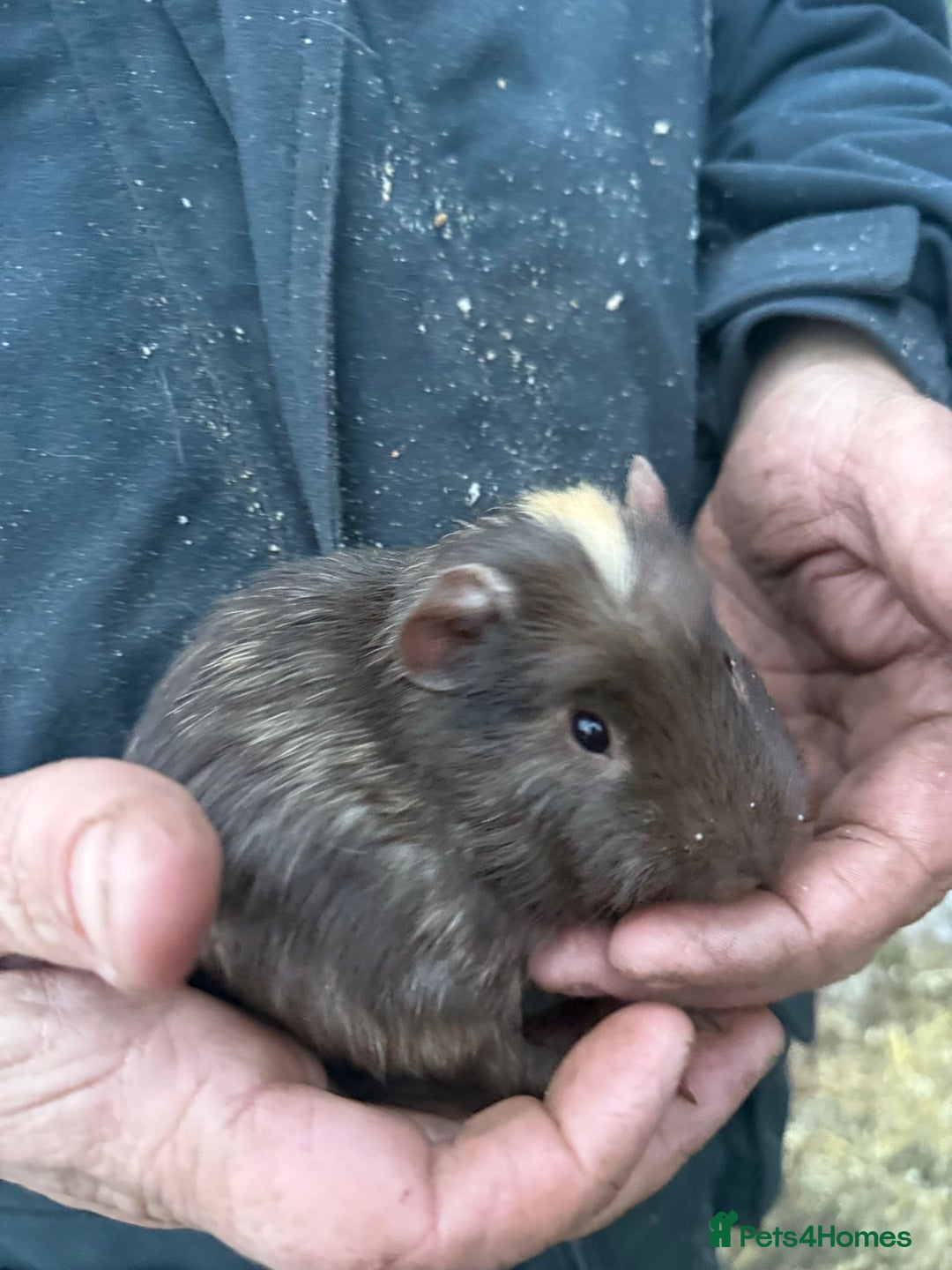 Guinea Pig rodents for sale: 20 lovely guinea pigs for sale  - Advert 17