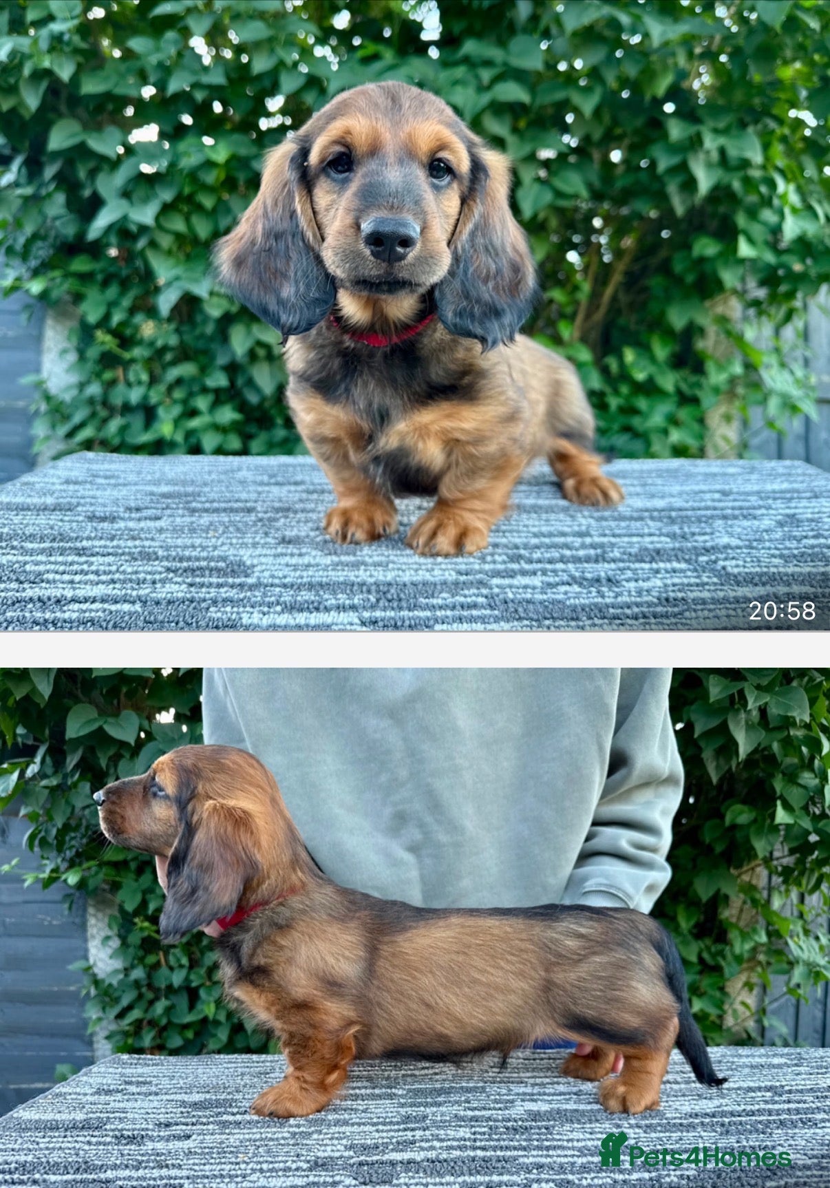 Dachshund dogs CLICK ME! Standard Longhair Dachshunds - Advert 2