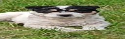 Jack Russell dogs for stud: Jack Russell Stud Dog  - Advert 2