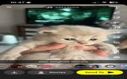 Maine Coon cats for sale: maincoon cross british shorthair  - Image 6