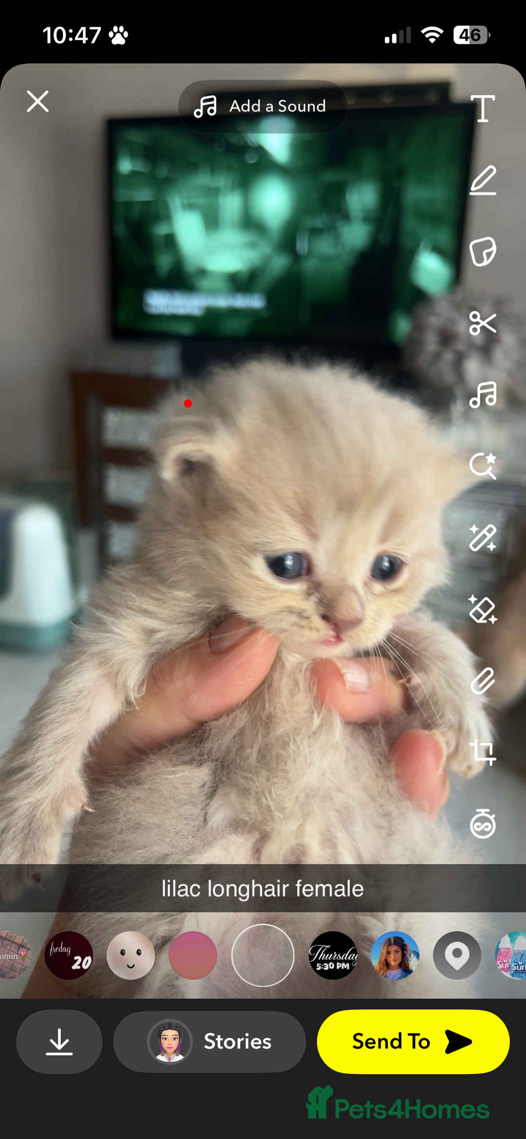 Maine Coon cats for sale: maincoon cross british shorthair  - Image 6