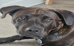Mixed Breed dogs for sale: 8 month old Staffy/rottweiler pup - Image 4