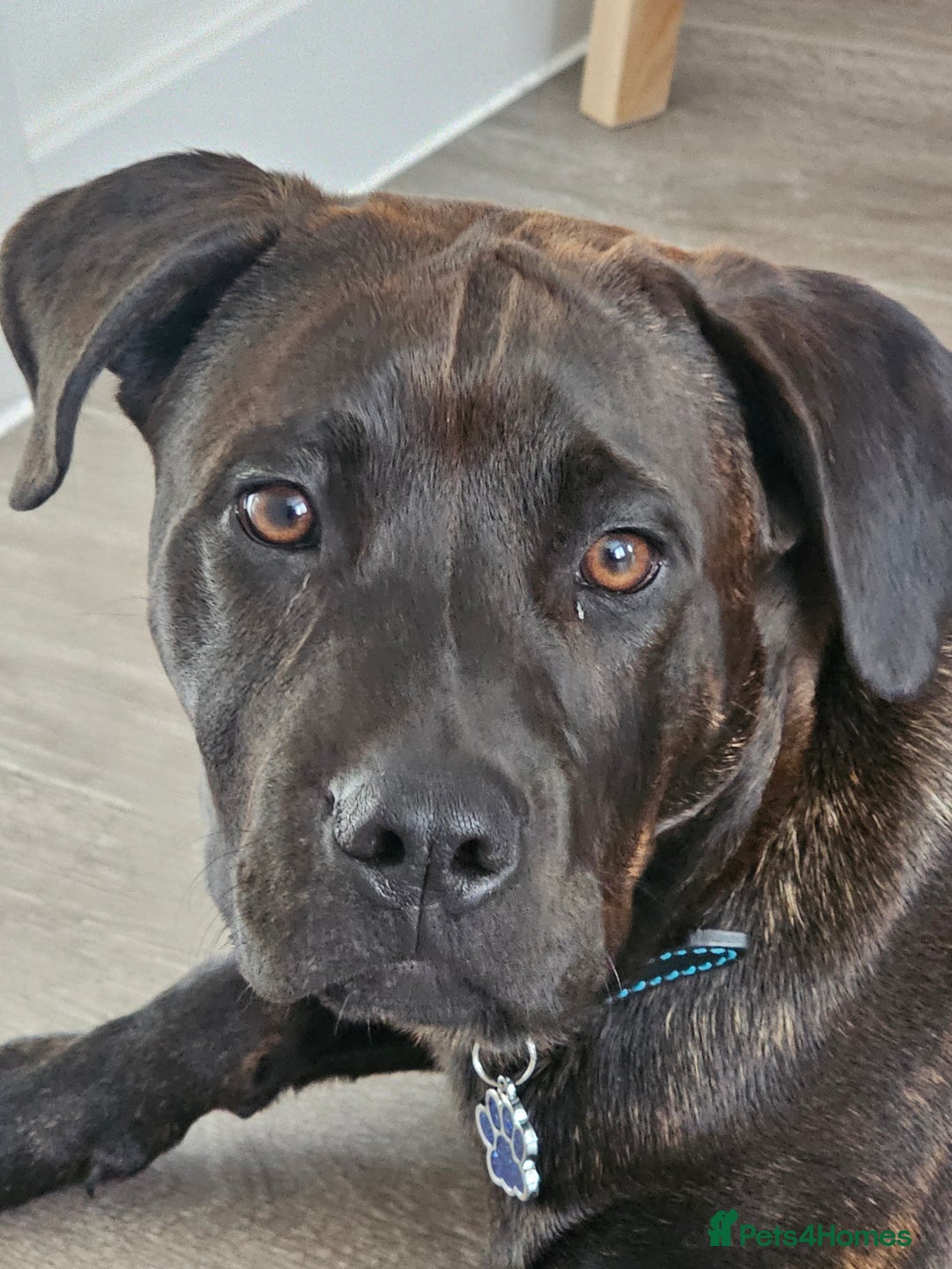 Mixed Breed dogs for sale: 8 month old Staffy/rottweiler pup - Image 4