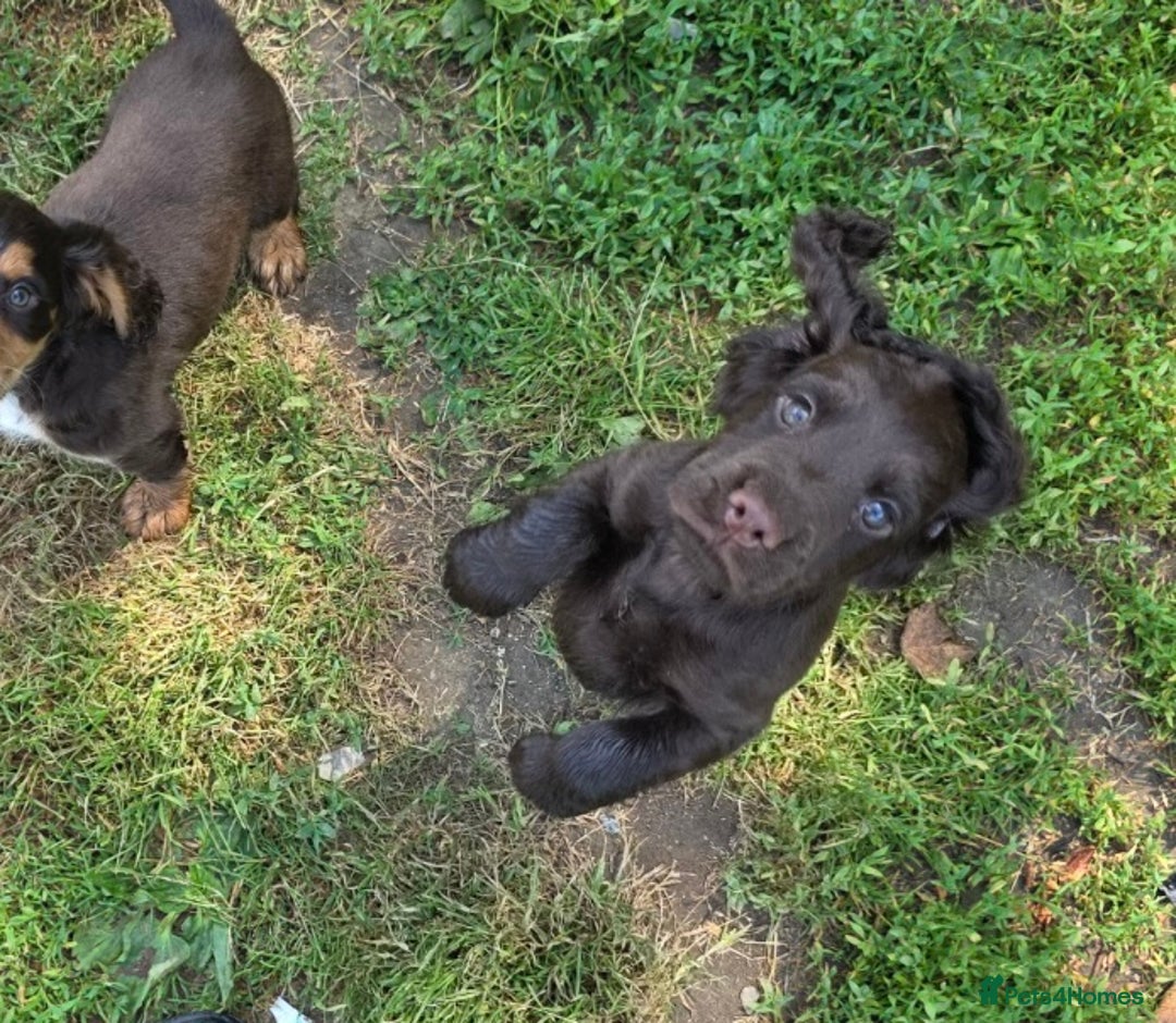 Cocker Spaniel dogs for sale: REDUCED 1 KC reg BOY READY NOW - Image 3