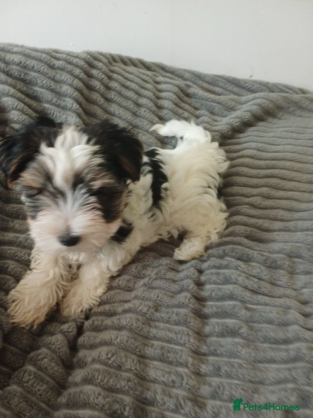 Yorkshire Terrier dogs for sale: Yorkshire terror  - Advert 2