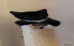 Mixed Breed cats for sale: ✨Playful Kittens Ready for Their Forever Homes! - Image 3