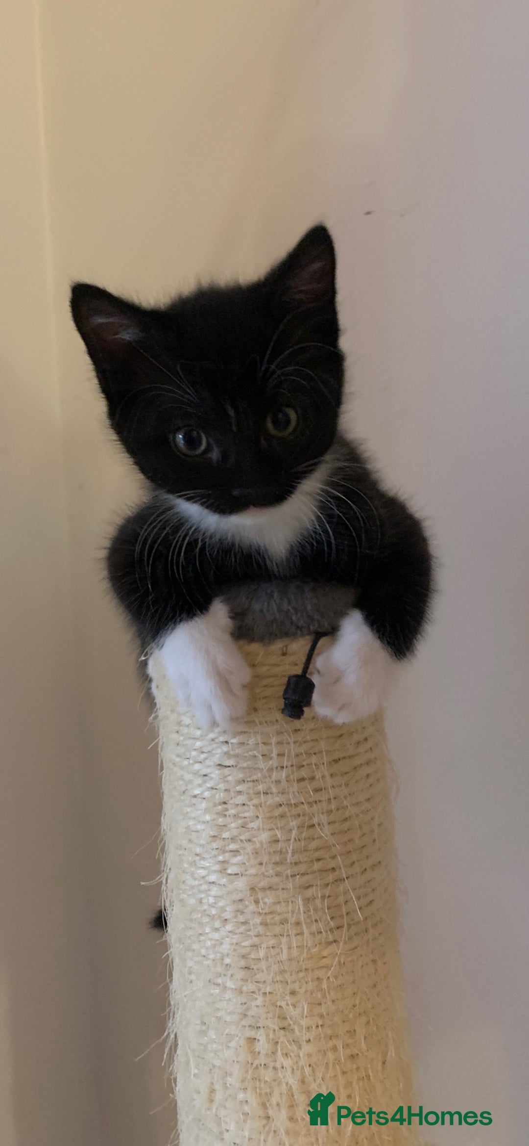 Mixed Breed cats for sale: ✨Playful Kittens Ready for Their Forever Homes! - Image 3