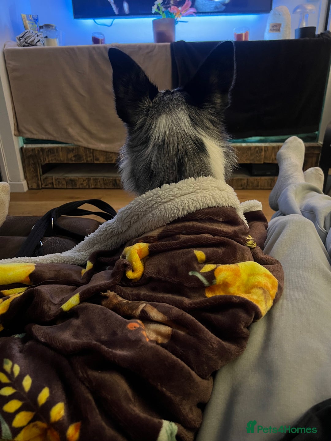 Border Collie dogs for sale: Merle border collie male  - Advert 10